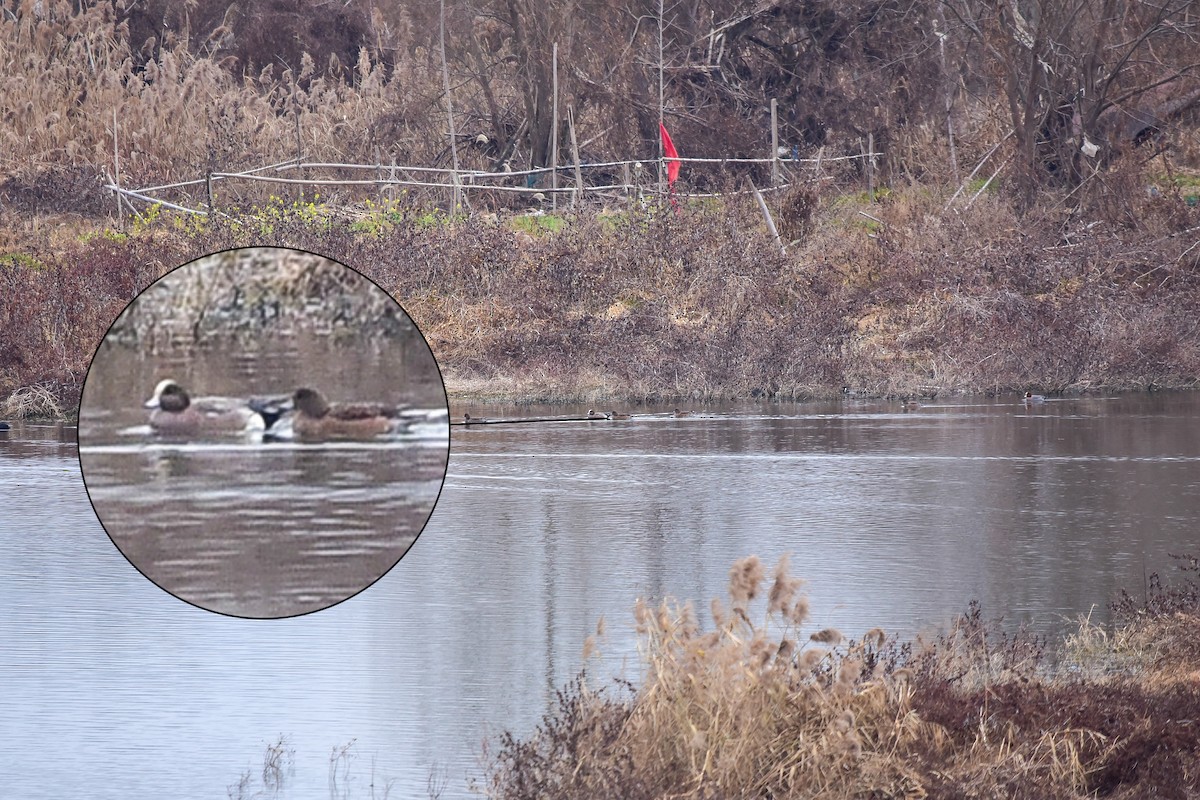 American Wigeon - ML629692312