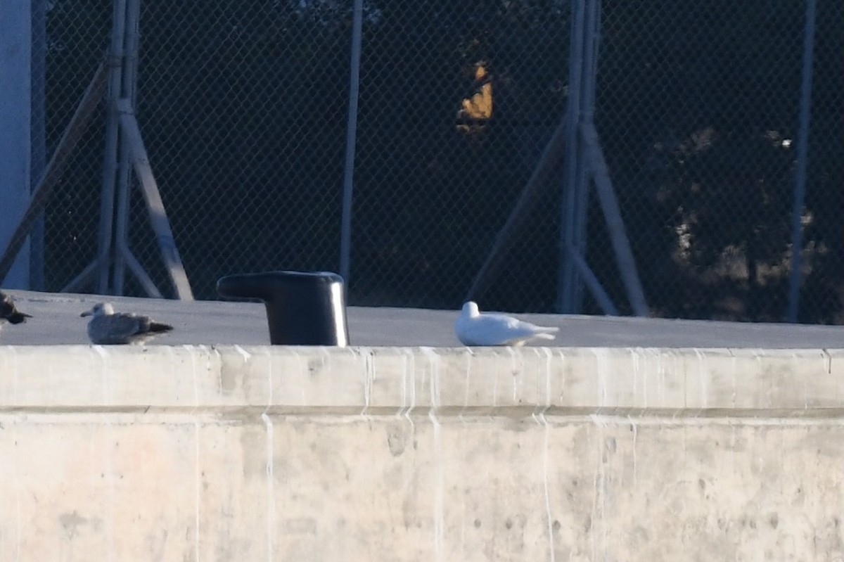 Glaucous Gull - ML629692422