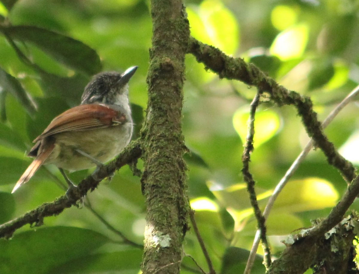 Rufous-backed Antvireo - ML629692426