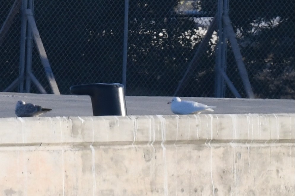 Glaucous Gull - ML629692428