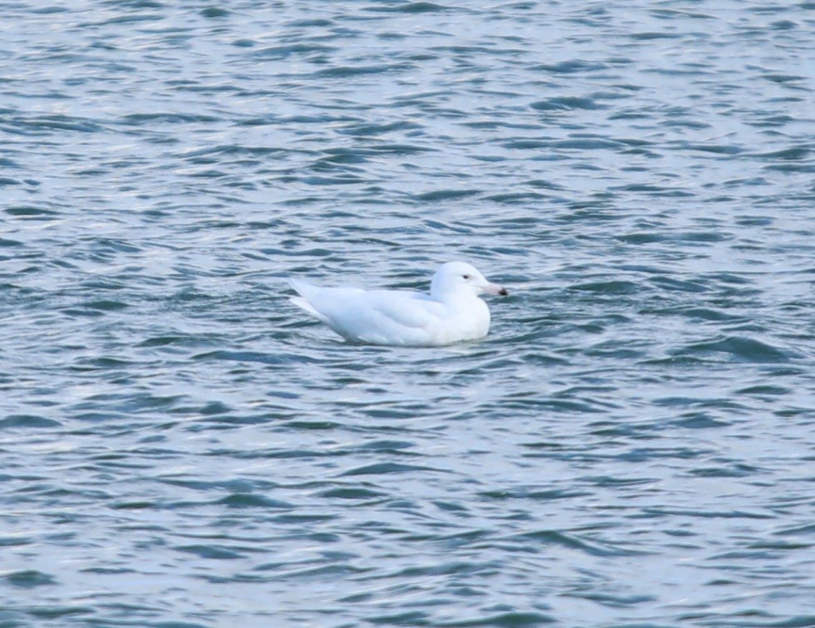 Glaucous Gull - ML629692433