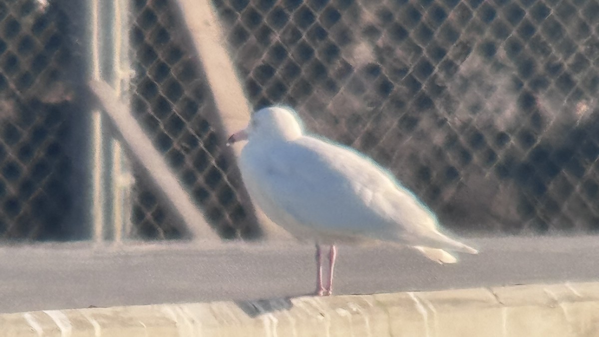 Glaucous Gull - ML629692490