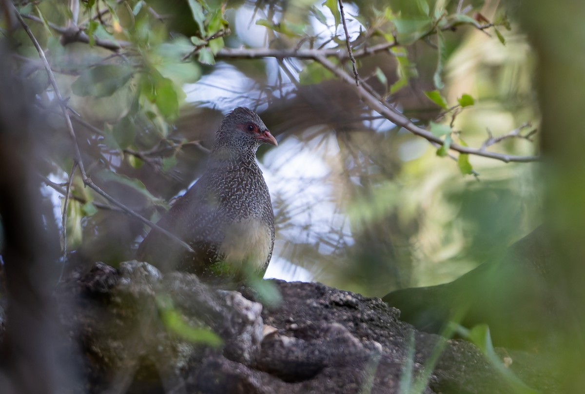 Stone Partridge (Stone) - ML629692555