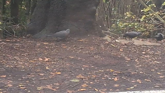 カナリーバト - ML629692783