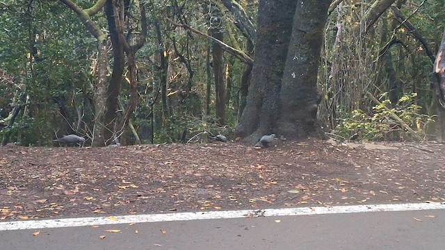 カナリーバト - ML629692784