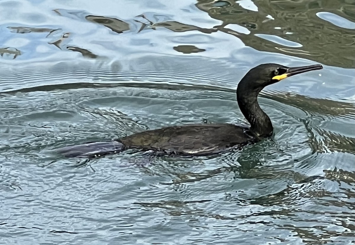 European Shag (Mediterranean) - ML629692805