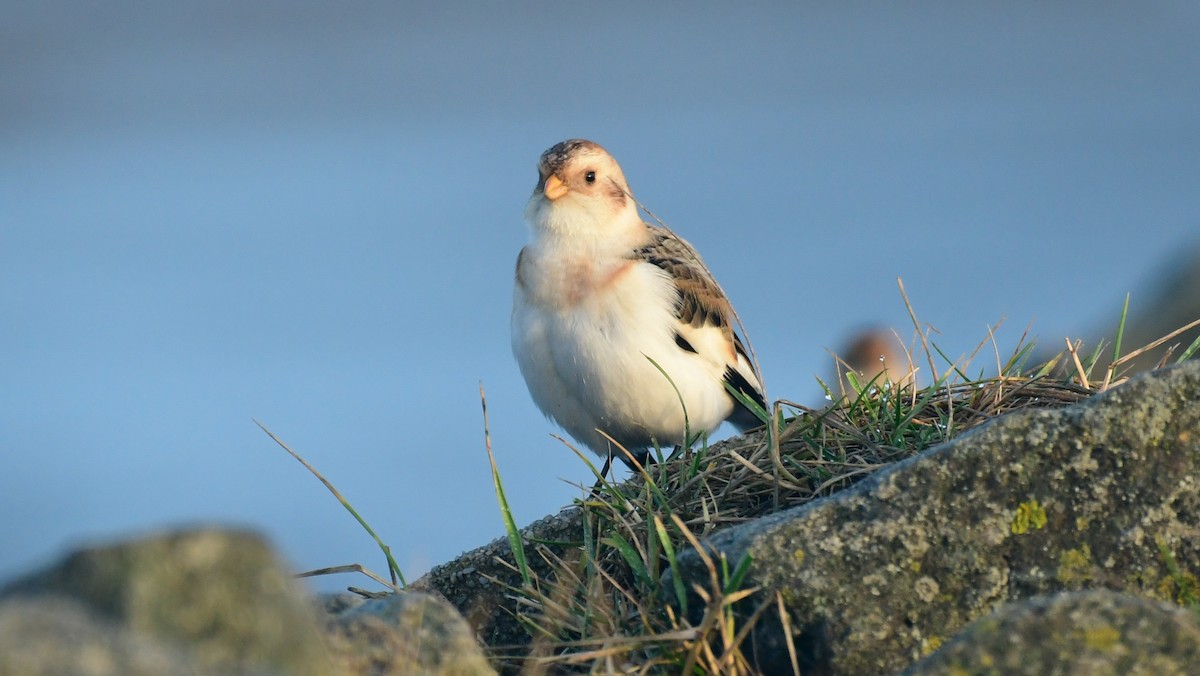 Цасч хөмрөг - ML629692872