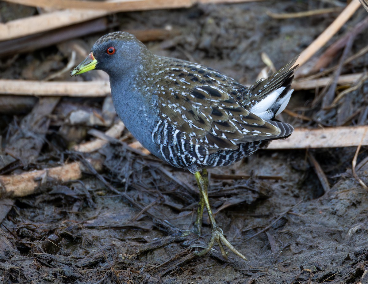 Australian Crake - ML629693291