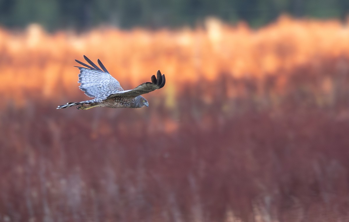 Spotted Harrier - ML629693293