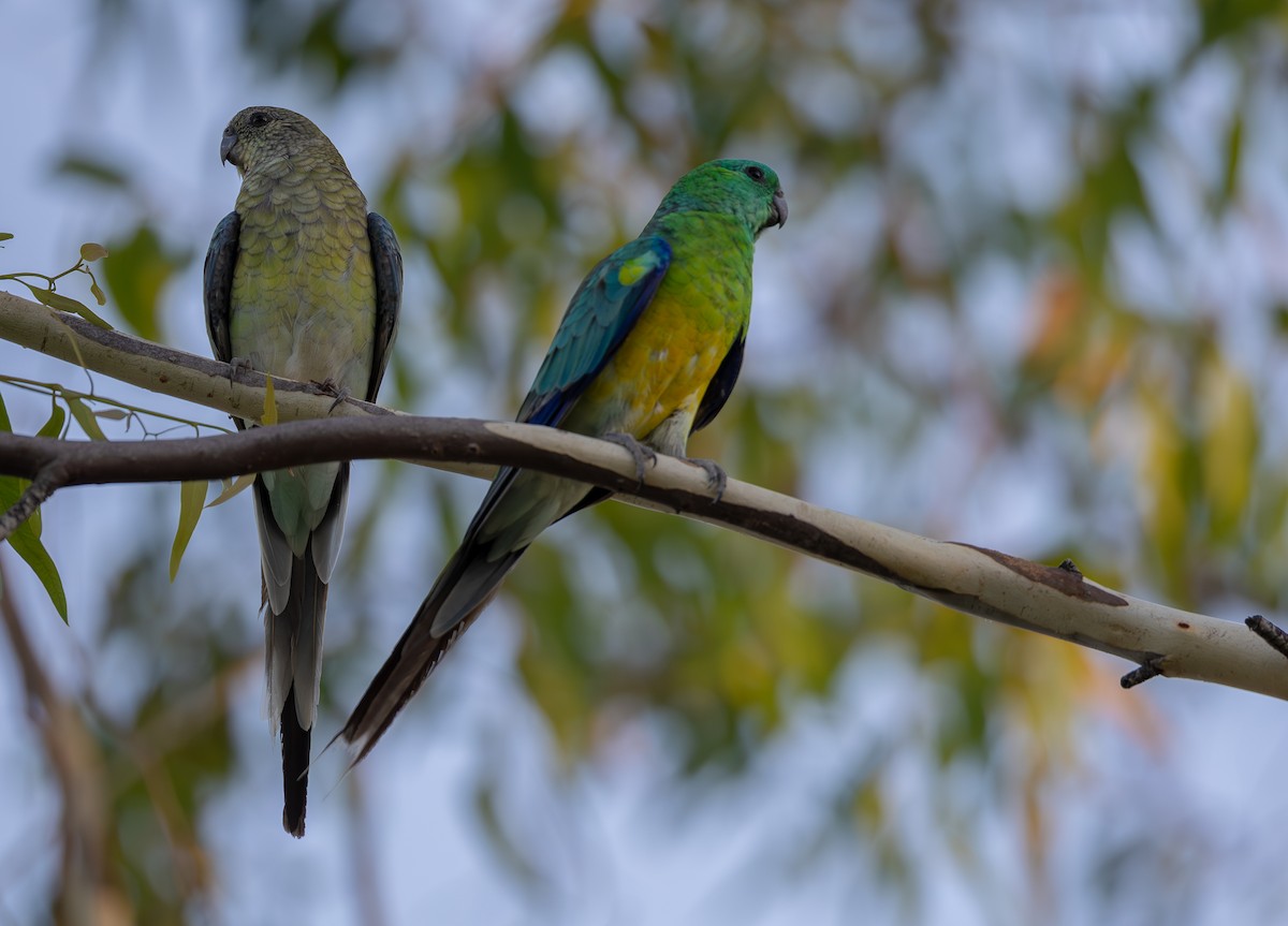 Red-rumped Parrot - ML629693310