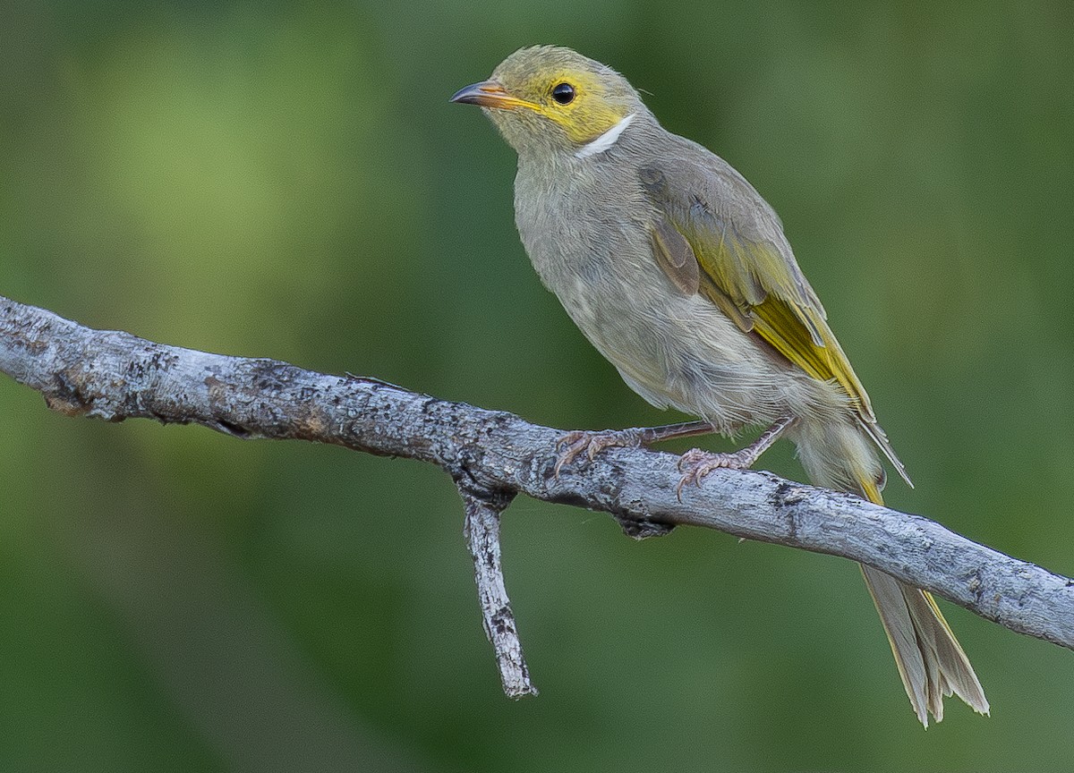 White-plumed Honeyeater - ML629693320
