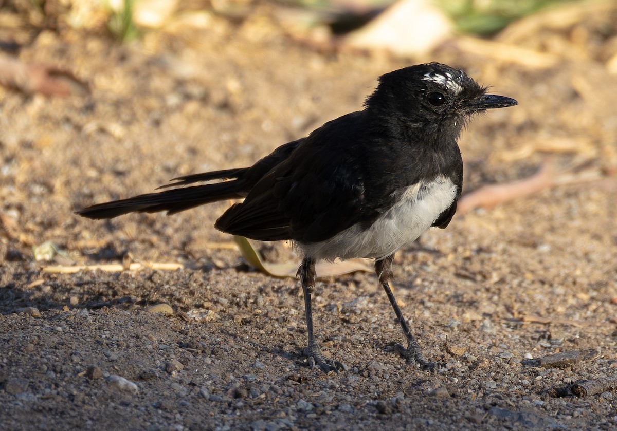 Willie-wagtail - ML629693322