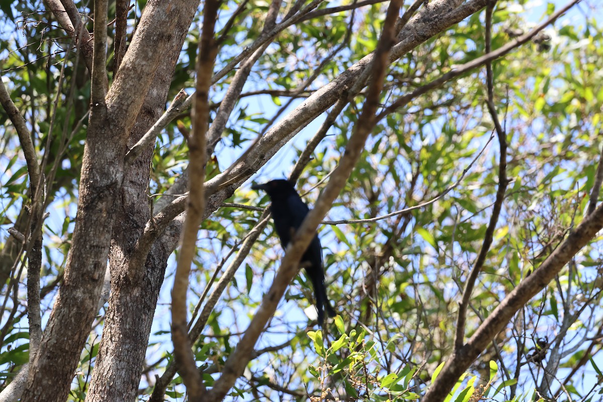 Drongo pailleté - ML629693425