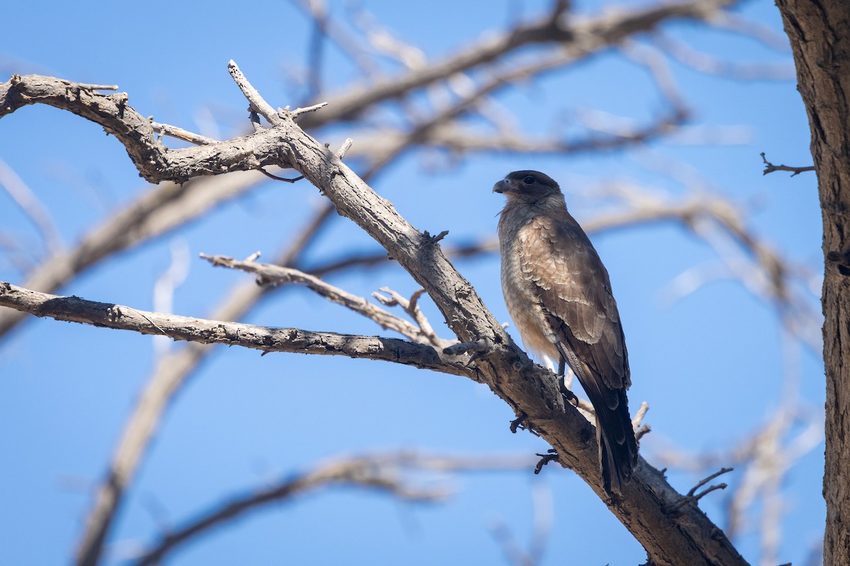 Chimango Caracara - ML629693446