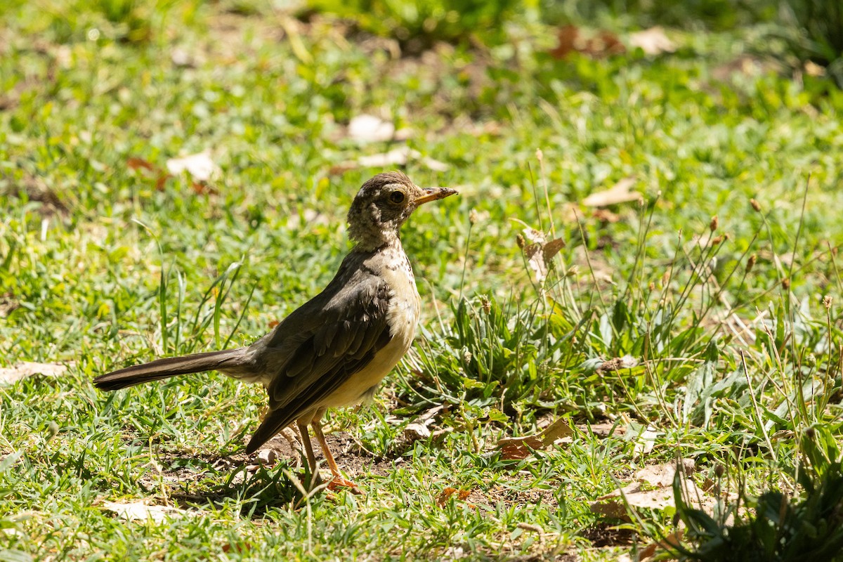 Austral Thrush (Magellan) - ML629693450