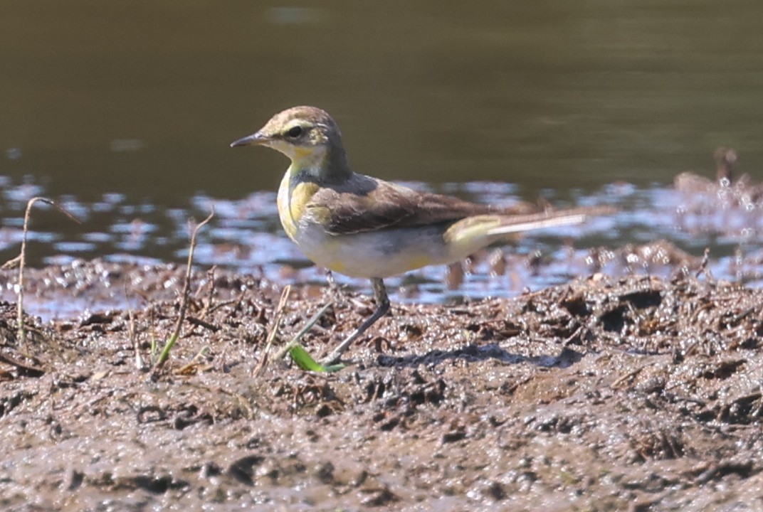 Bergeronnette de Béringie - ML629693458