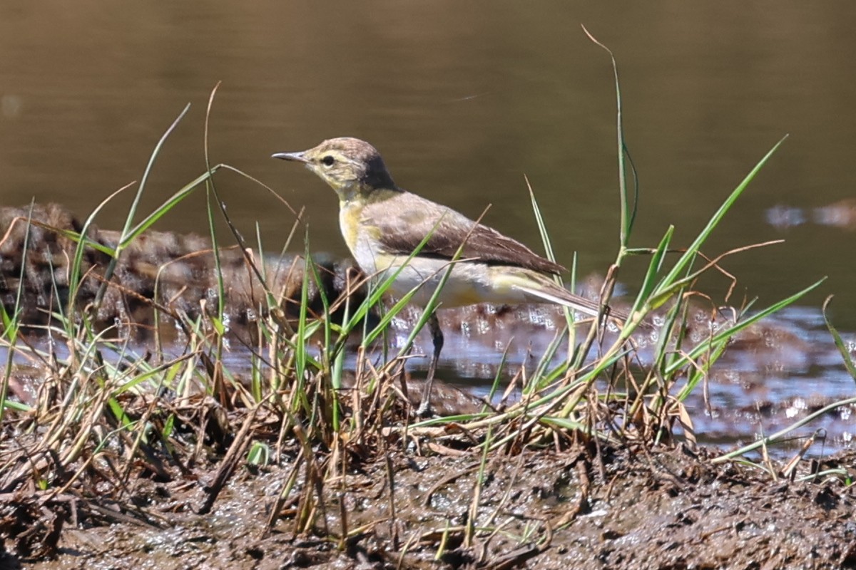 Bergeronnette de Béringie - ML629693459