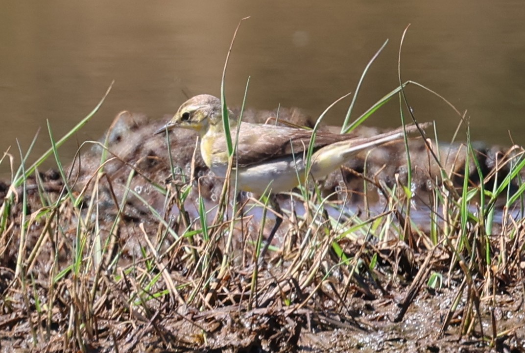Bergeronnette de Béringie - ML629693460