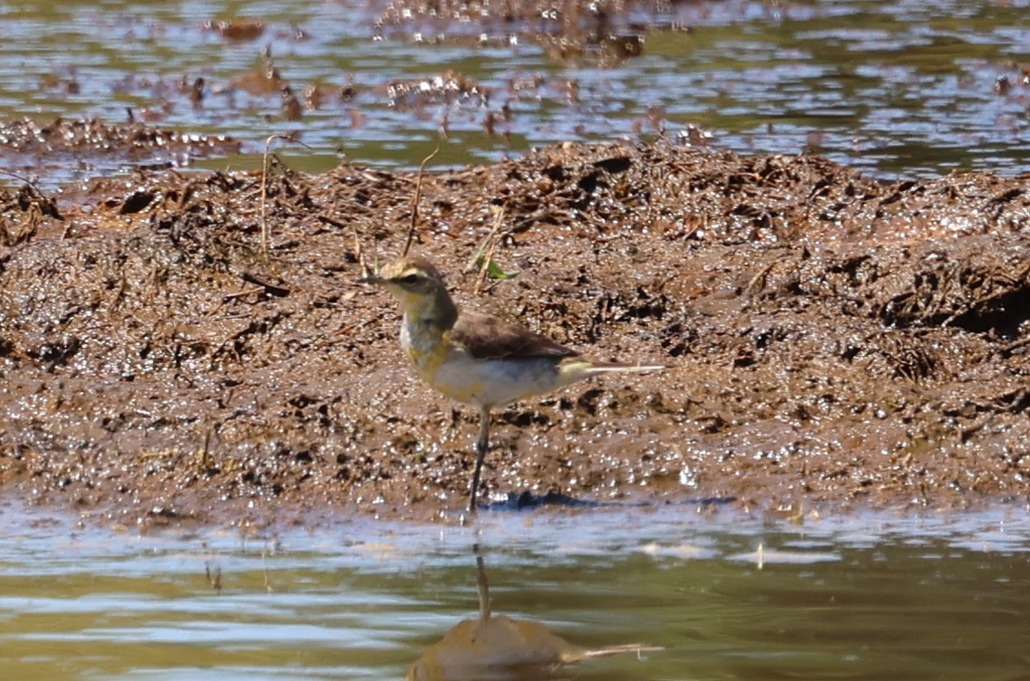 Bergeronnette de Béringie - ML629693461