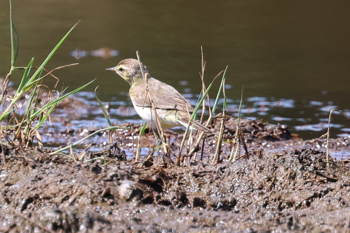 Bergeronnette de Béringie - ML629693462