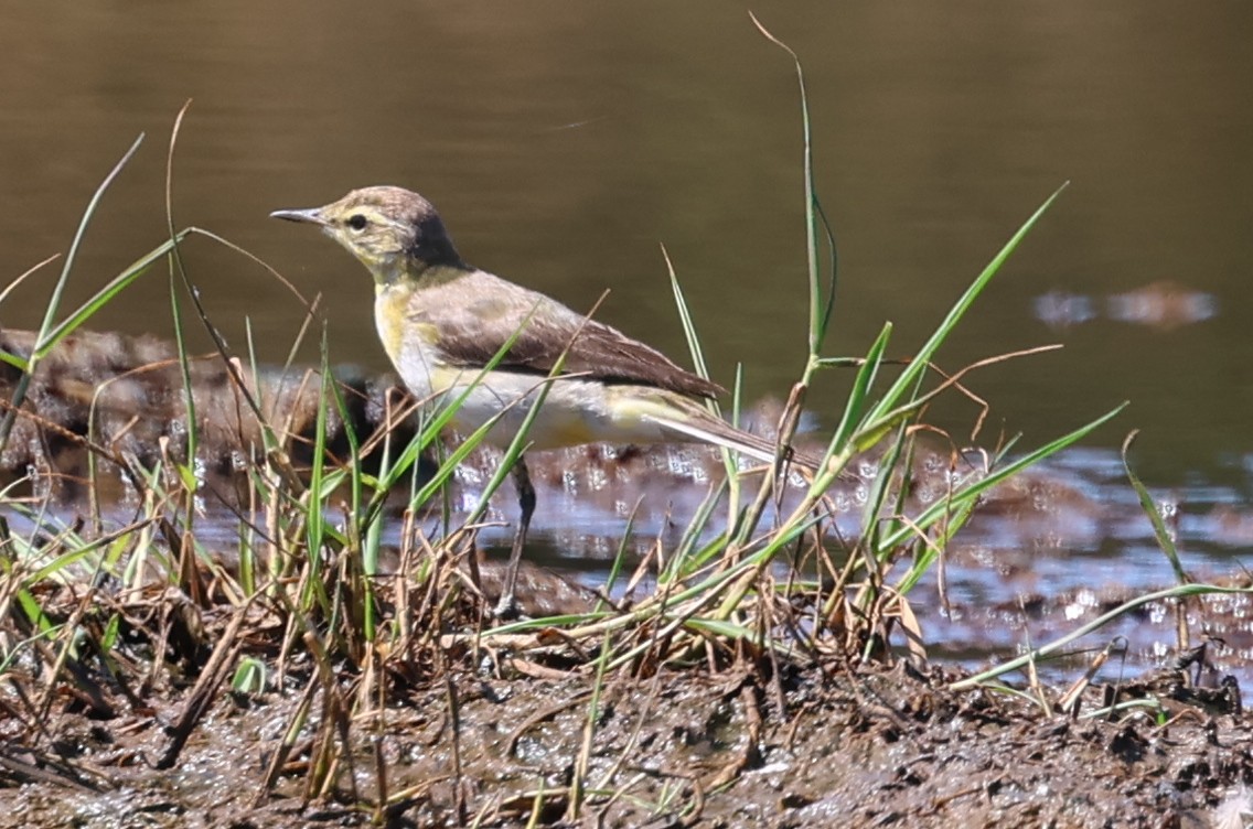 Bergeronnette de Béringie - ML629693463