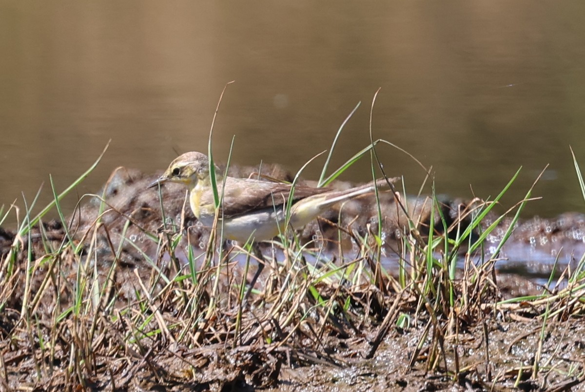 Bergeronnette de Béringie - ML629693464