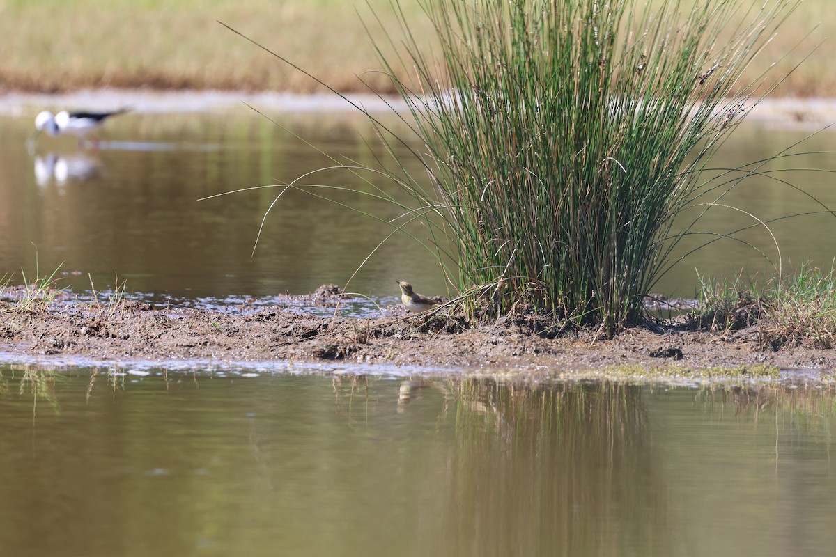 Bergeronnette de Béringie - ML629693466