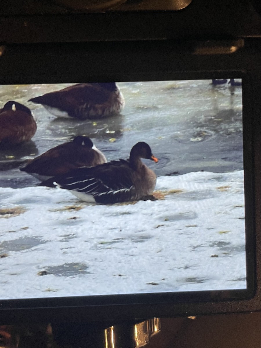 Taiga Bean-Goose - ML629693469