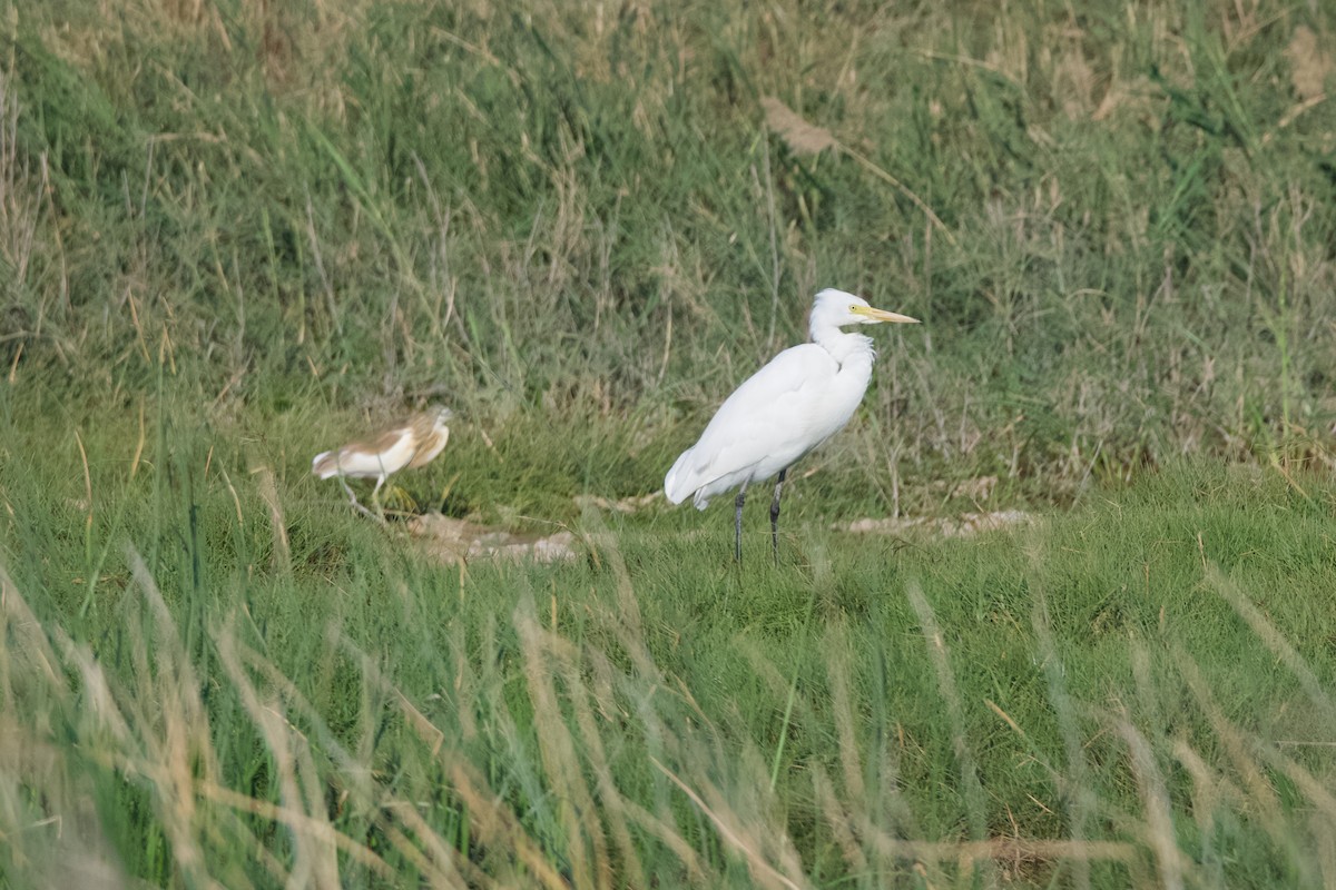 Yellow-billed/Medium Egret - ML629693474