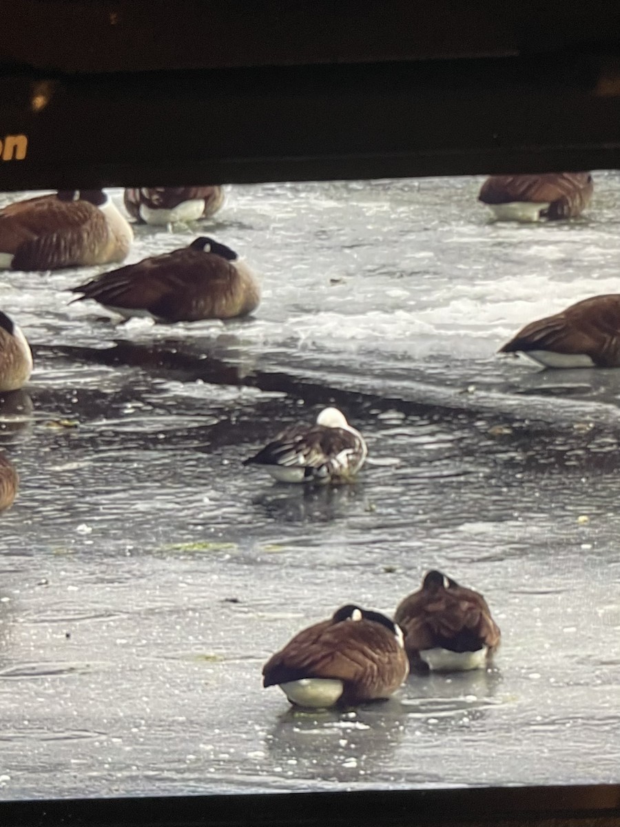 Ross's x Cackling Goose (hybrid) - ML629693476