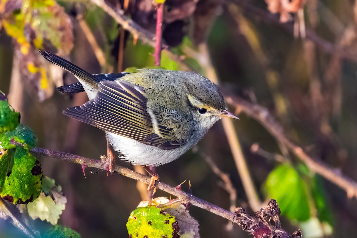 Yellow-browed Warbler - ML629693535