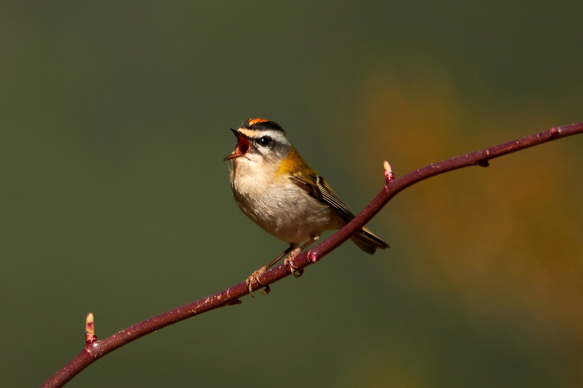 Common Firecrest - FERNANDO CARMENA