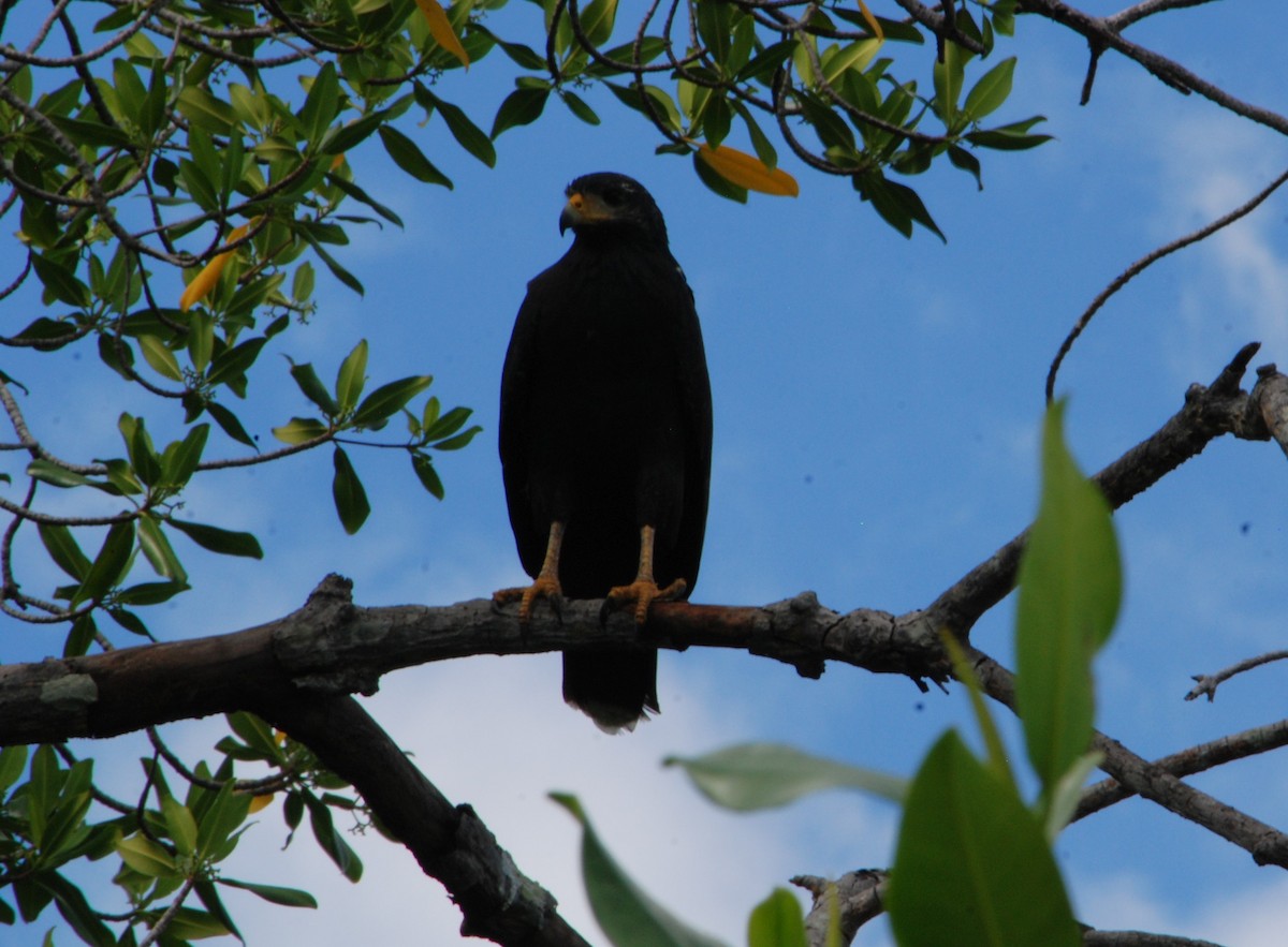 Common Black Hawk - ML629693763