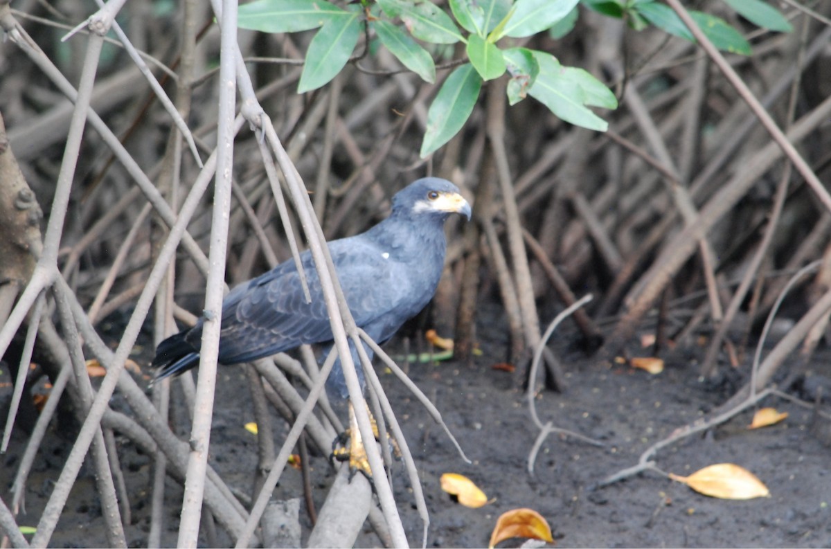 Common Black Hawk - ML629693767