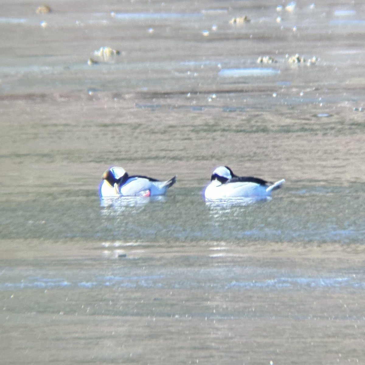 Bufflehead - ML629693999