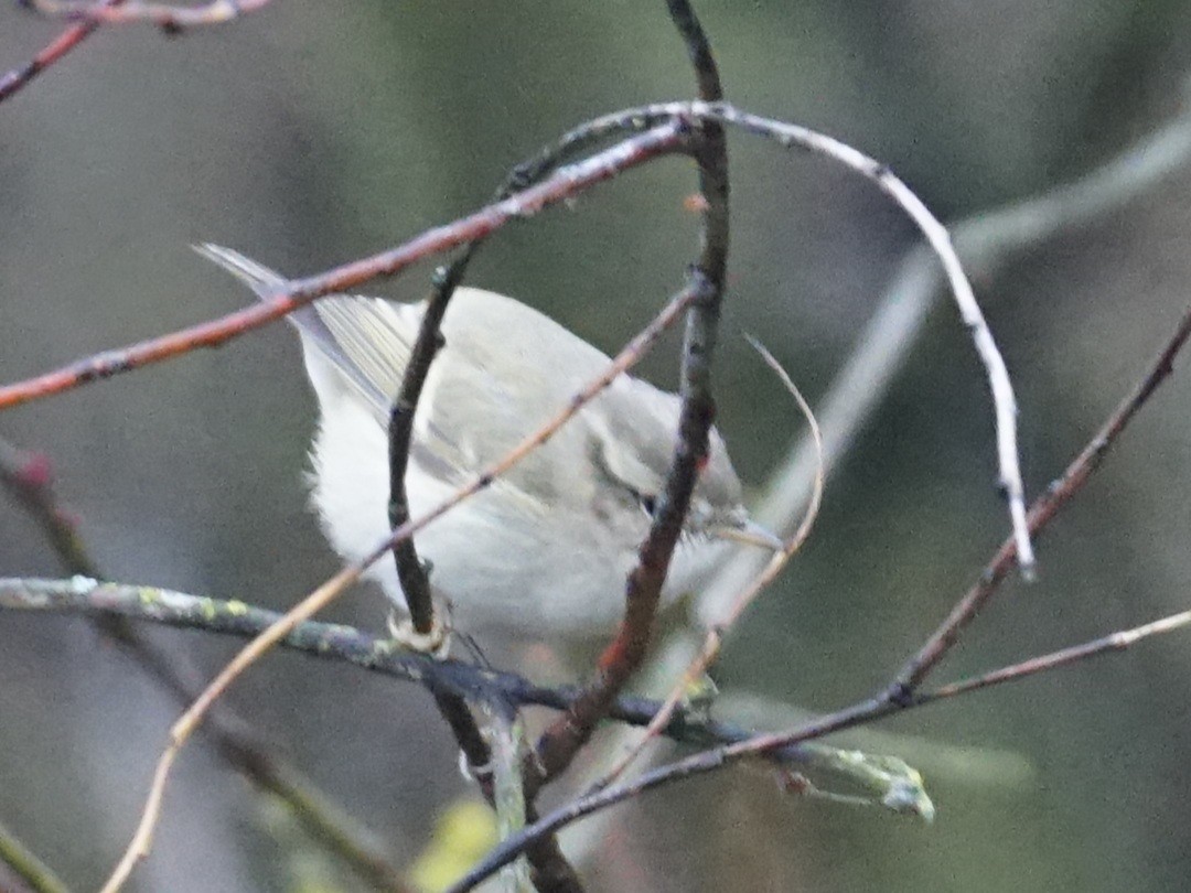 Hume's Warbler - ML629694036