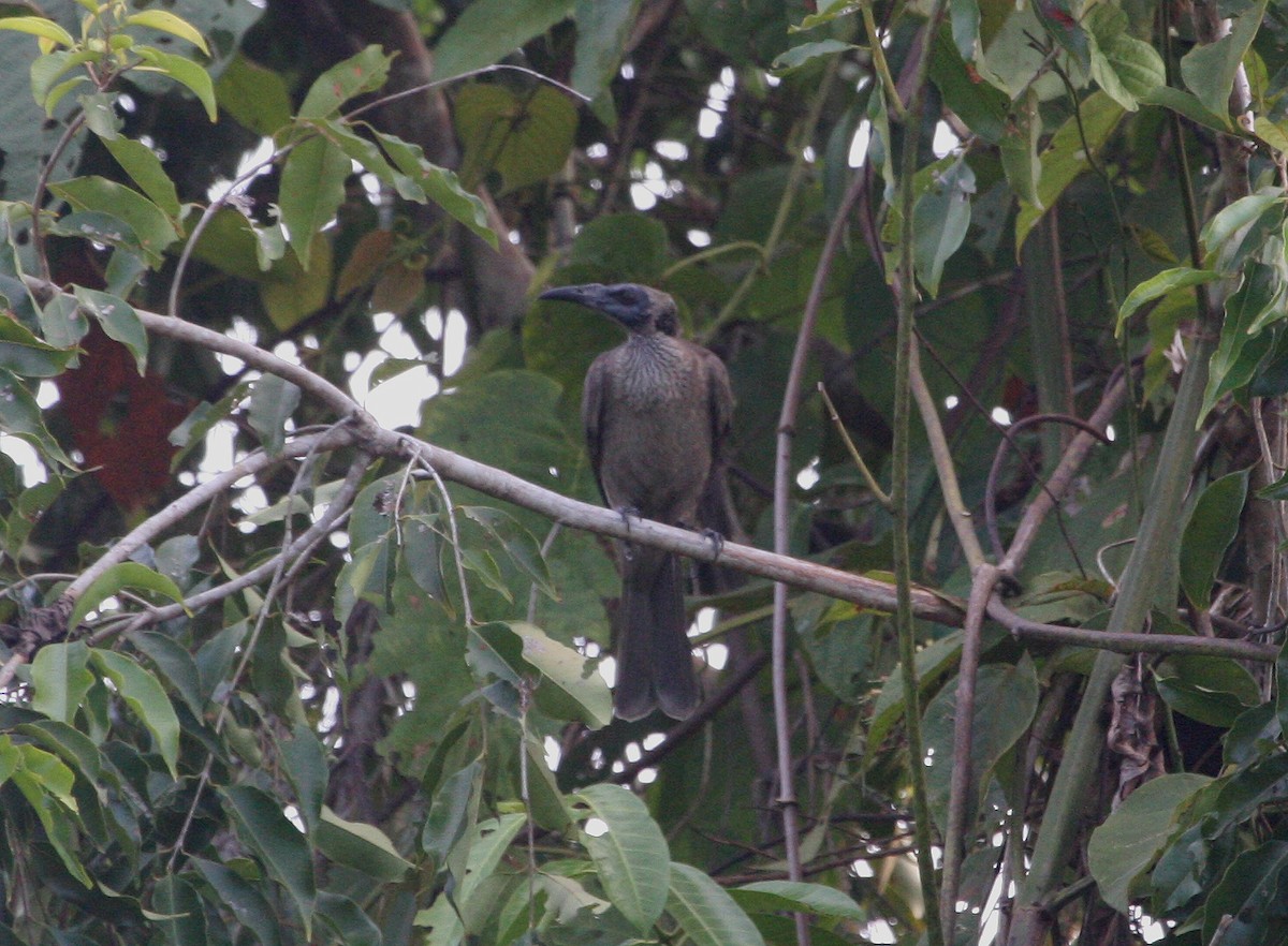 Helmeted Friarbird (New Guinea) - ML629694108