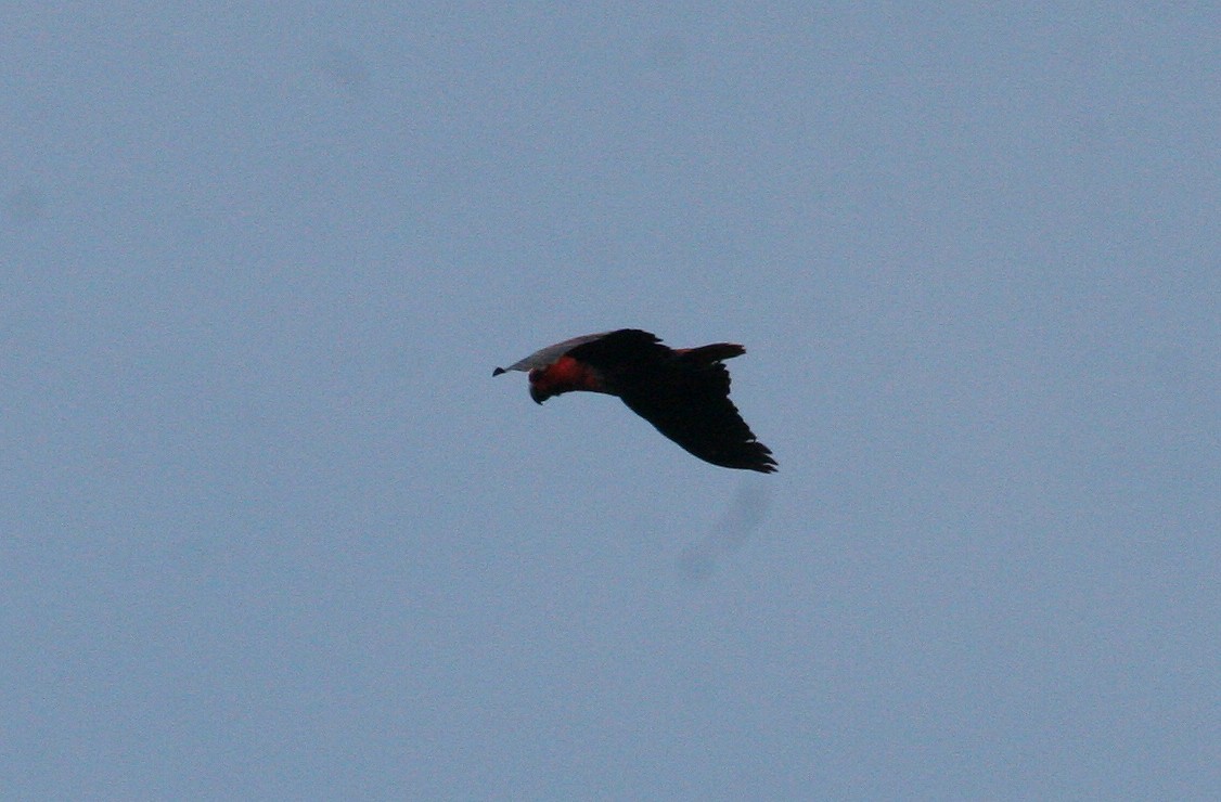 Papuan Eclectus - ML629694113