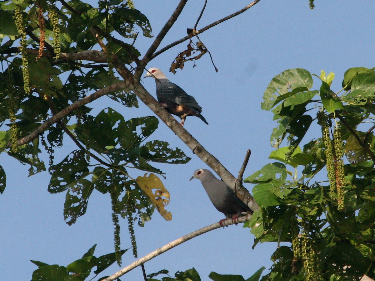 Pinon's Imperial-Pigeon (Gray-headed) - ML629694134
