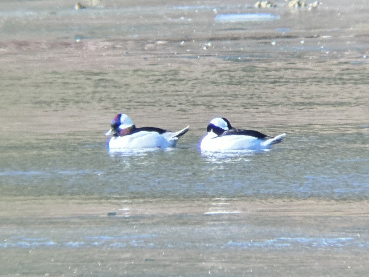 Bufflehead - ML629694140