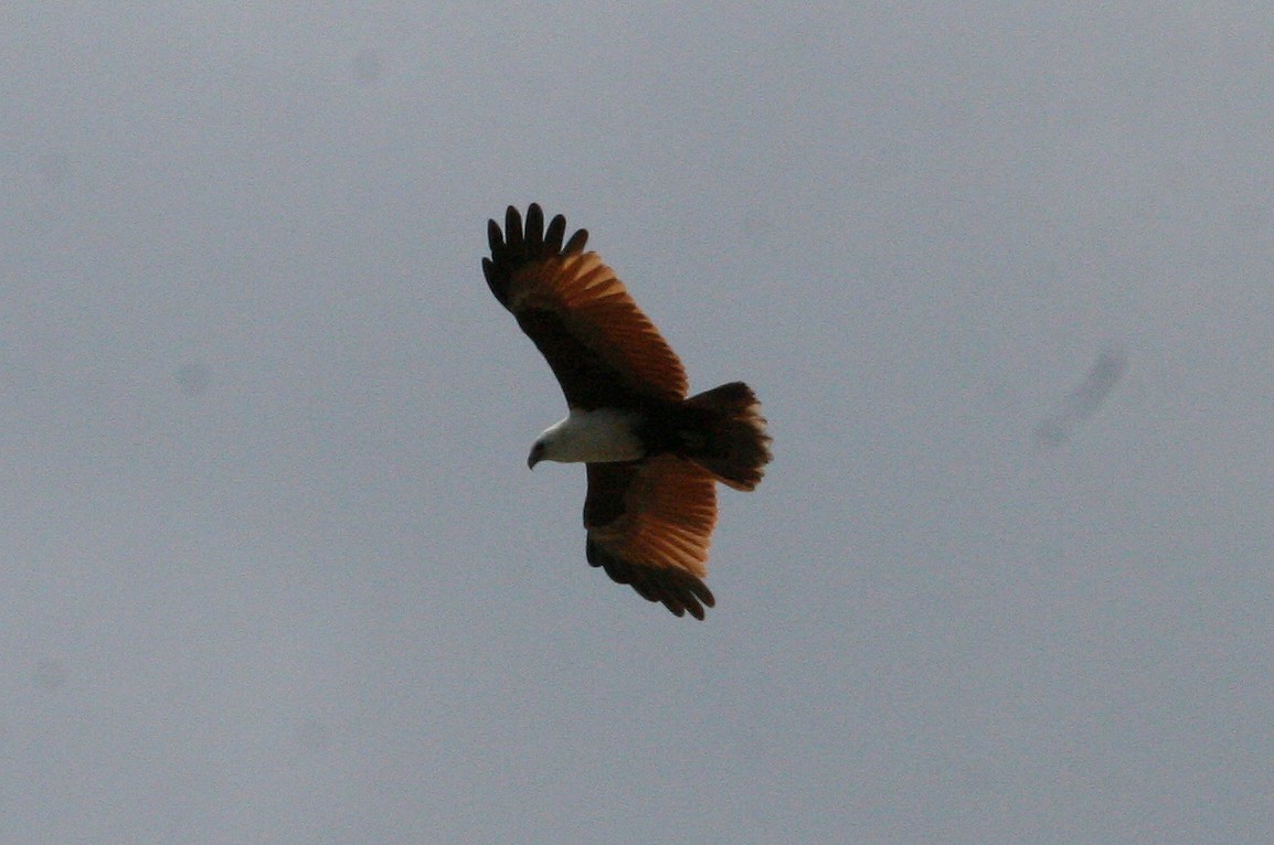 Brahminy Kite - ML629694144