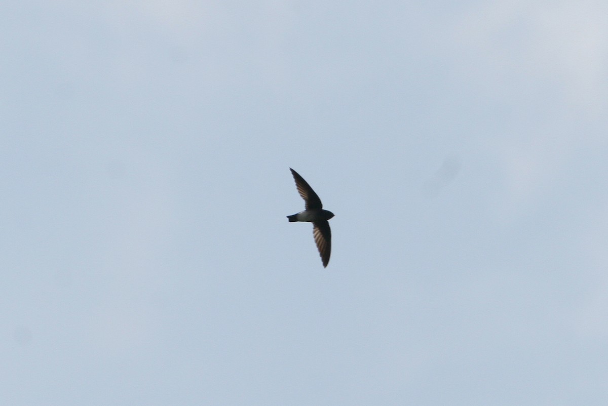 Papuan Spinetail - ML629694174