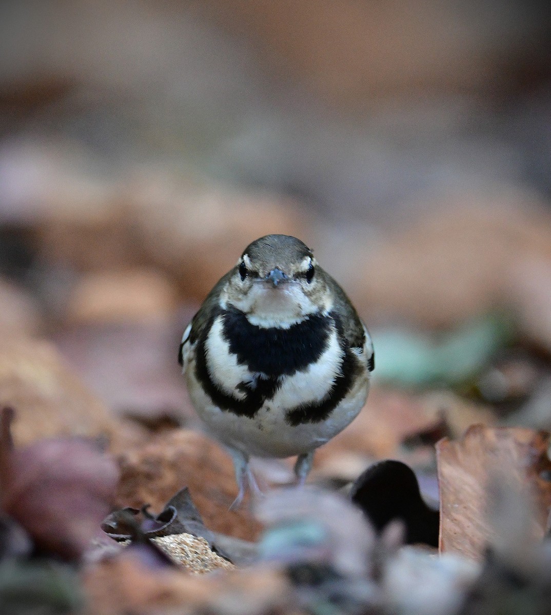 Forest Wagtail - ML629694191