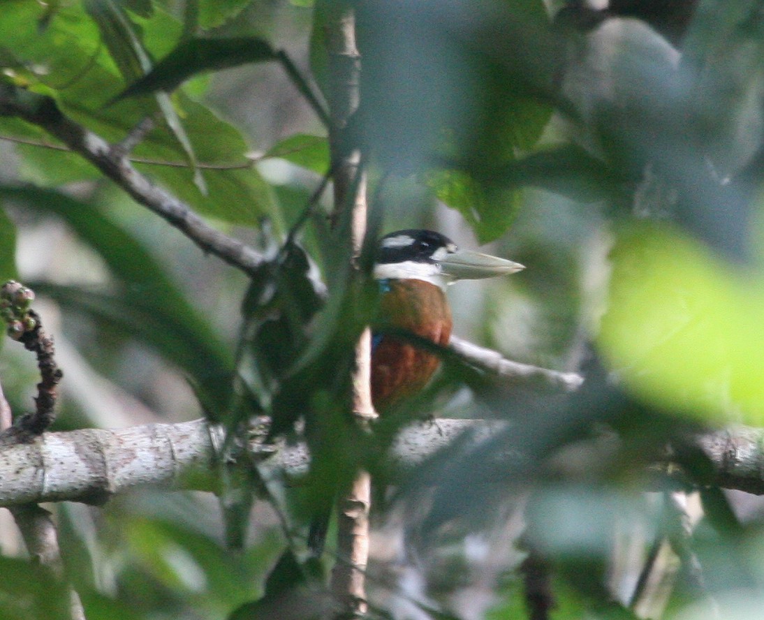 Rufous-bellied Kookaburra - ML629694212
