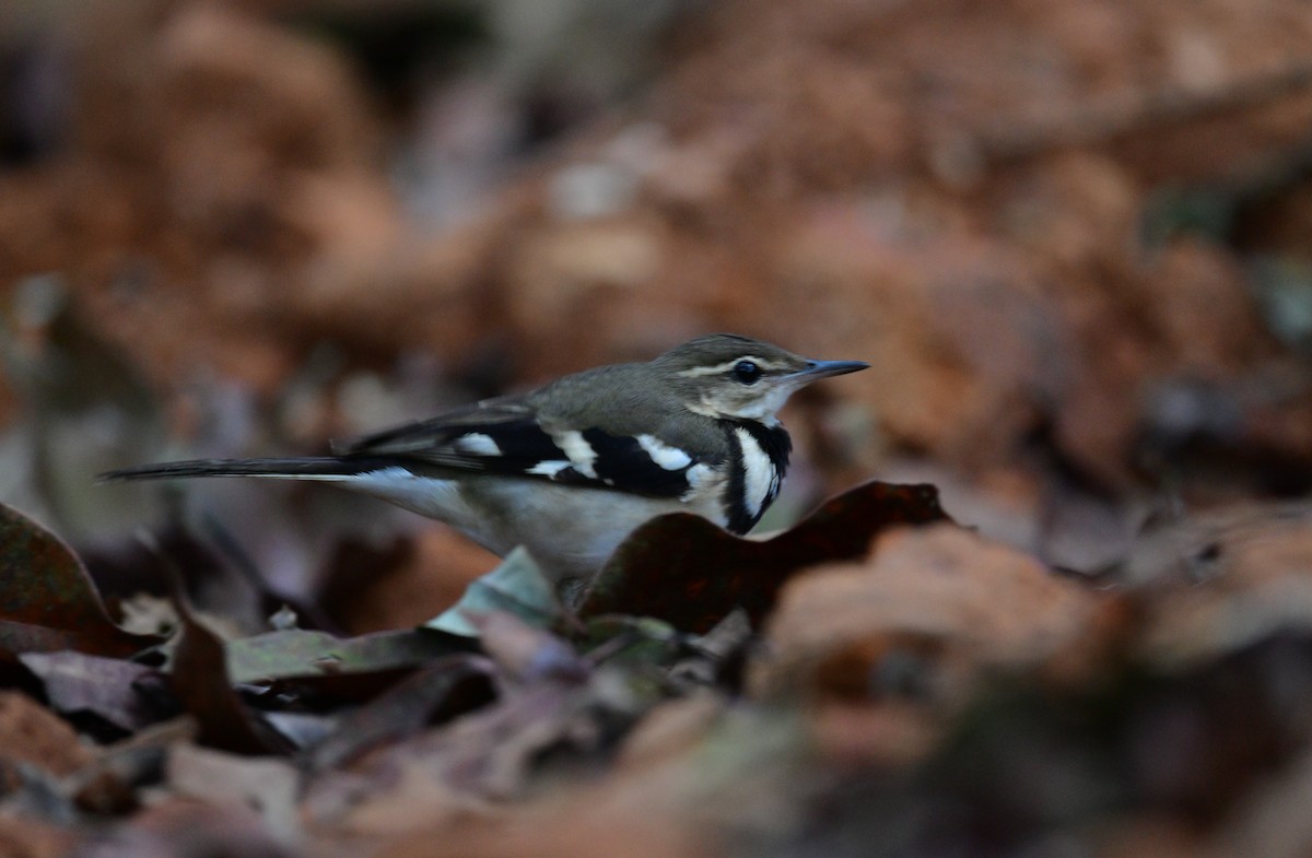 Forest Wagtail - ML629694217