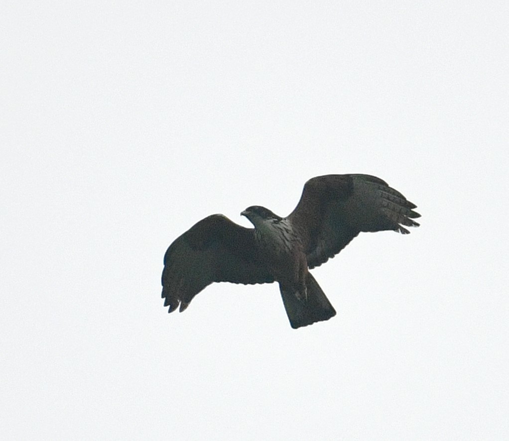 Rufous-bellied Eagle - ML629694342