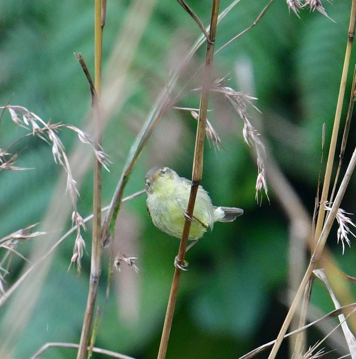 Tickell's Leaf Warbler - ML629694390