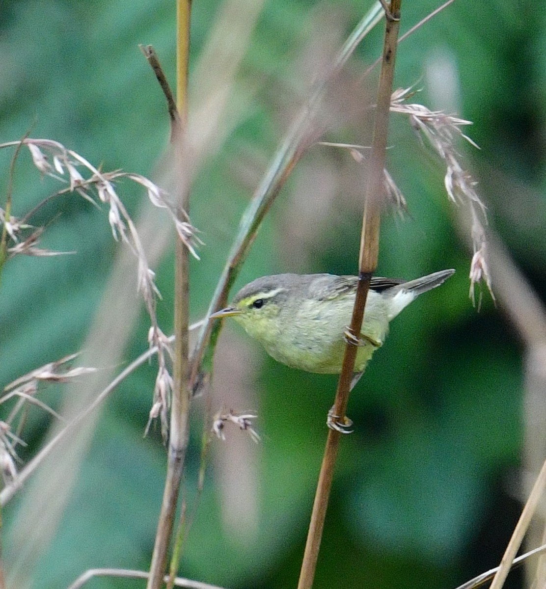 Tickell's Leaf Warbler - ML629694401