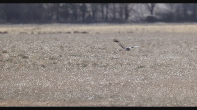 Northern Harrier - ML629694406