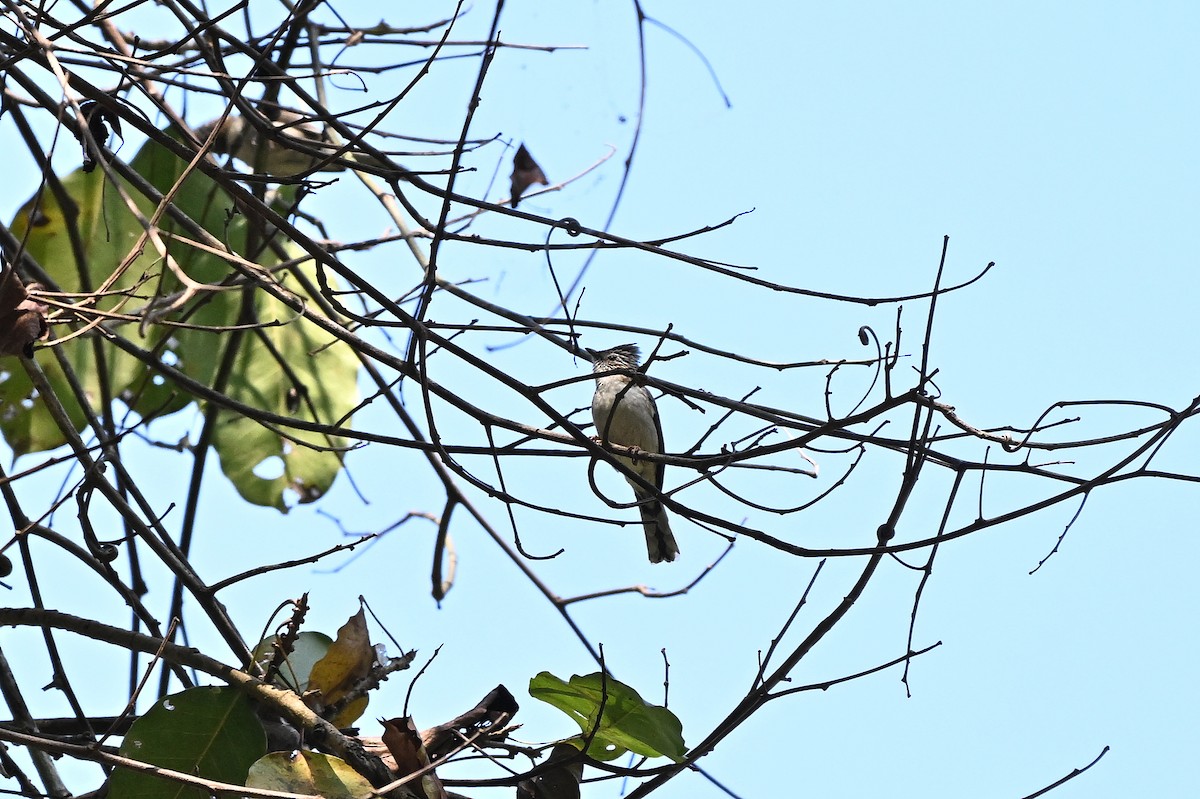 Striated Yuhina (Gray-crowned) - ML629694511